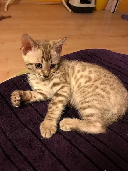 Bengálská kočka s PP