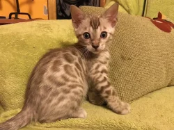 Bengálská kočka s PP