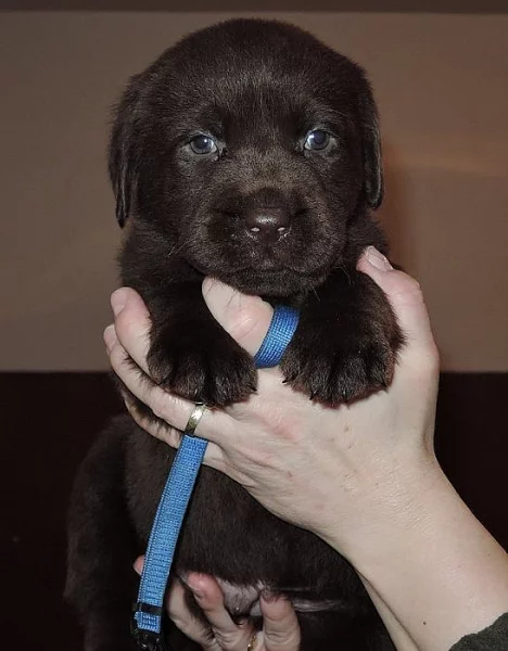 Čokoládová štěňátka labradora s PP