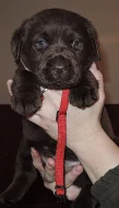 Čokoládová štěňátka labradora s PP