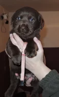 Čokoládová štěňátka labradora s PP