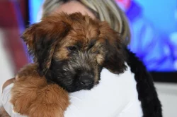 Briard - plavá fenka