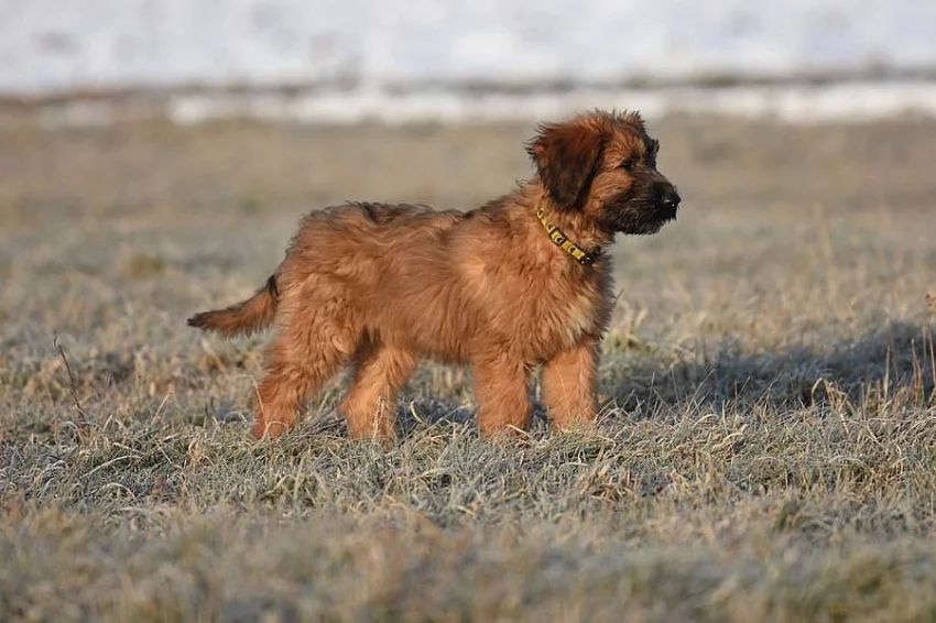 Briard - plavá fenka