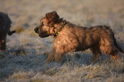 Briard - plavá fenka