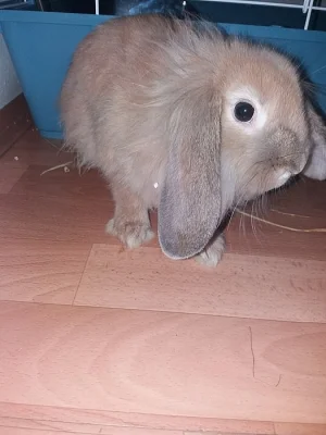 Zakrslý králík