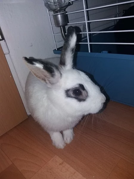 Zakrslý králík