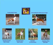 Americký stafordšírský terrier
