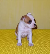 Americký stafordšírský terrier