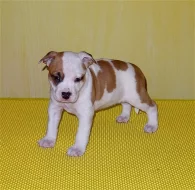 Americký stafordšírský terrier