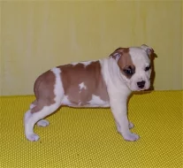 Americký stafordšírský terrier