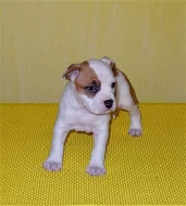 Americký stafordšírský terrier