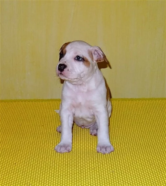 Americký stafordšírský terrier