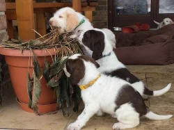 Italský spinone štěňata
