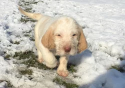 Italský spinone štěňata