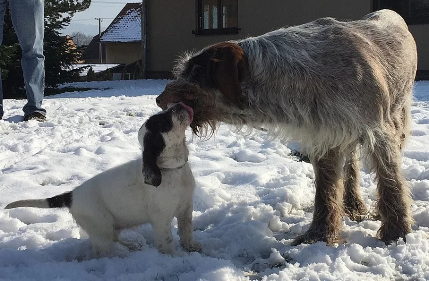 Italský spinone štěňata