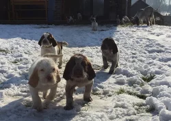 Italský spinone štěňata
