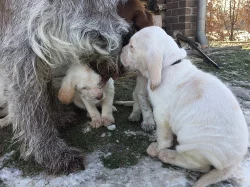 Italský spinone štěňata