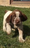 Italský spinone štěňata