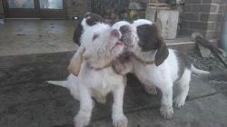 Italský spinone štěňata