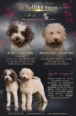 Lagotto romagnolo ze Sulické tvrze