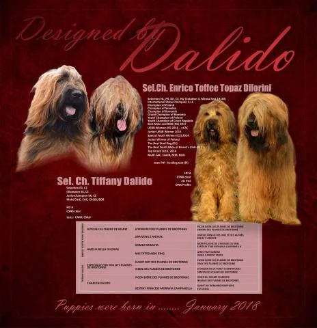 Briard plavá štěňátka