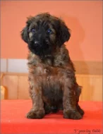 Briard plavá štěňátka