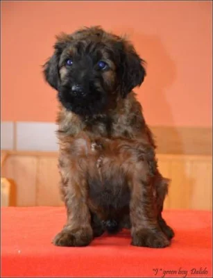 Briard plavá štěňátka