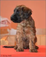Briard plavá štěňátka