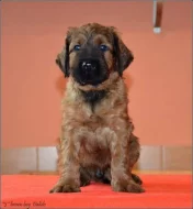 Briard plavá štěňátka