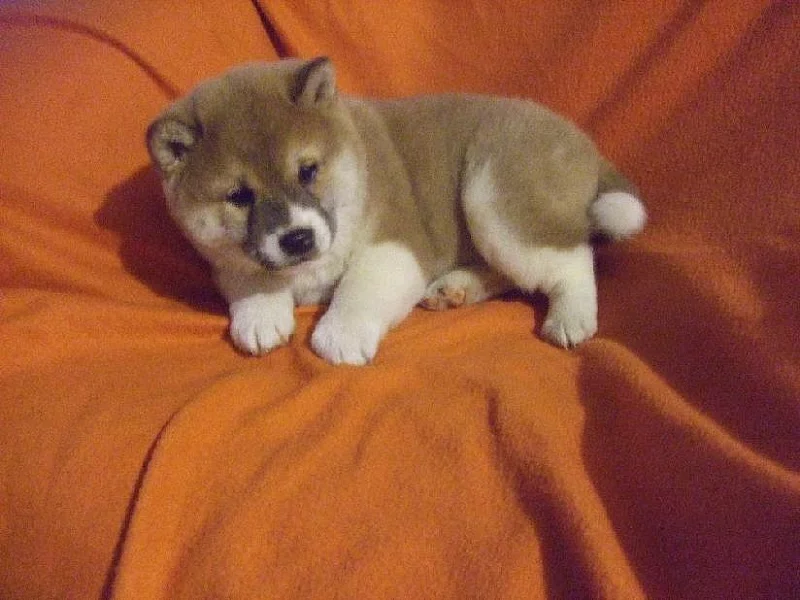 SHIBA INU PRAHA