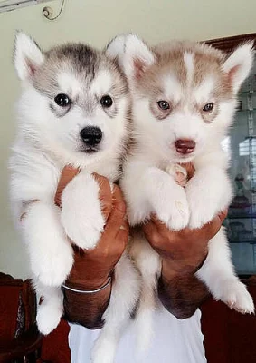 Predám šteniatka sibírskeho huskyho.