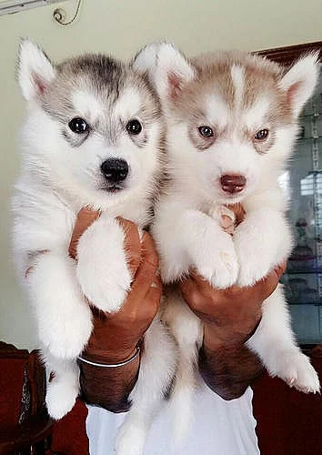 Predám šteniatka sibírskeho huskyho.