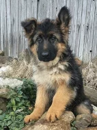 Štěňata Německého ovčáka