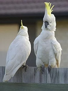 ame pár kakadu