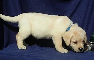 labrador retriever štěňata