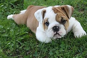 Nádherné KC registrace Bulldog štěňata.