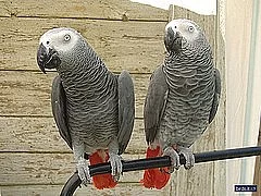 DNA Congo african grey for adoption