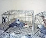 Free Grey