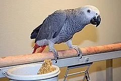 talkative african grey  for adoption