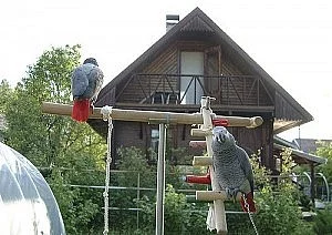 lovely male and female African grey ready now