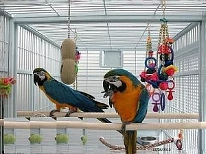 gold birds