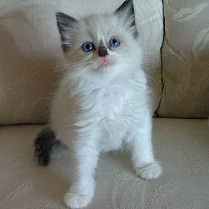 PŘÍBĚHOVÝ PÁNSKÝ A PÁNSKÝ KITTEN
