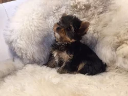 Prodej štěňat - jorkšíra mini s PP