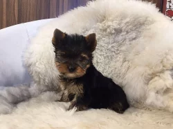 Prodej štěňat - jorkšíra mini s PP