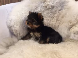 Prodej štěňat - jorkšíra mini s PP