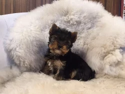 Prodej štěňat - jorkšíra mini s PP