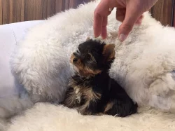 Prodej štěňat - jorkšíra mini s PP
