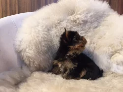 Prodej štěňat - jorkšíra mini s PP