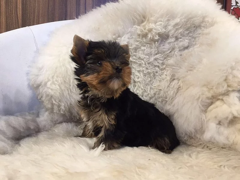 Prodej štěňat - jorkšíra mini s PP