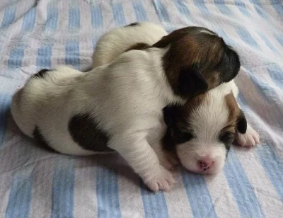 Jack Russell Terier